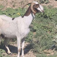 عنز • ماعز • معزاة • عنز للبيع • عنز حامل • عنز سمينة • تكريت • حيوانا...