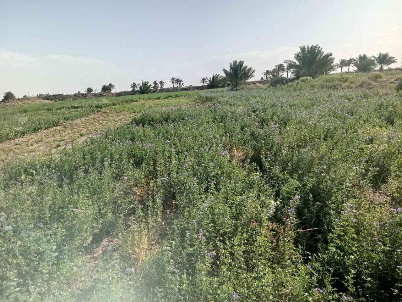 20دونم للبيع عقد 35تبعد عن شارع 800متر  بيه بيت وحقل 250نخله تبعد عن ماء الساله
300متر  ماطور سكي غطاس  وكاز  ***********
