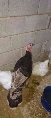 فحل فسفس للبيع ابن السنه للبيع 07869712497