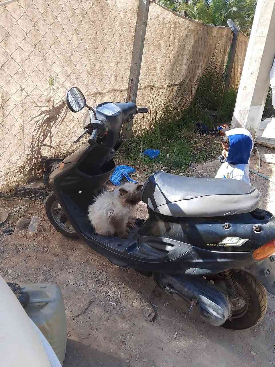 دراجه بيجي للبيع  شرط الفحص سعره 350 بيه مجال


**إذا كنت صاحب هذا الإعلان وتريد حذفه لأي سبب، رجاءا أرسل رسالة إلى الدعم الفني**