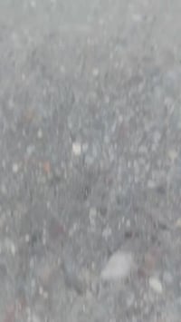 دراجه للبيع ماكس دراجه  اغراض كلها موجوده شلعوه معدل دراجه بلاديه ما م...