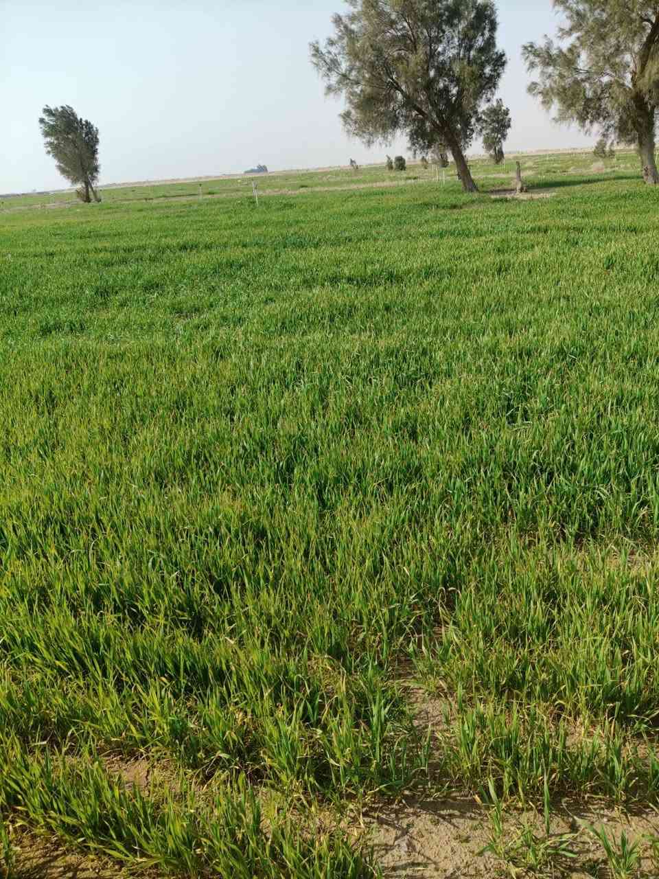 مزرعه جاهزه 50دونم مساحتها زارعه 43دونم حنطه مرشات عصفوريه بيها بيار 3شقالات كهرباء  بيها قريبه عله المحلات وتحليه ولمدرسه ولمصتوصف موقعها عله شارع وبلعافيه عله لياخذها مراسله لاتراسلني هاذه رقم وتصل وني بلخدمه ‏‪***********‬‏ الموقع مزارع الحيس امعنيج
