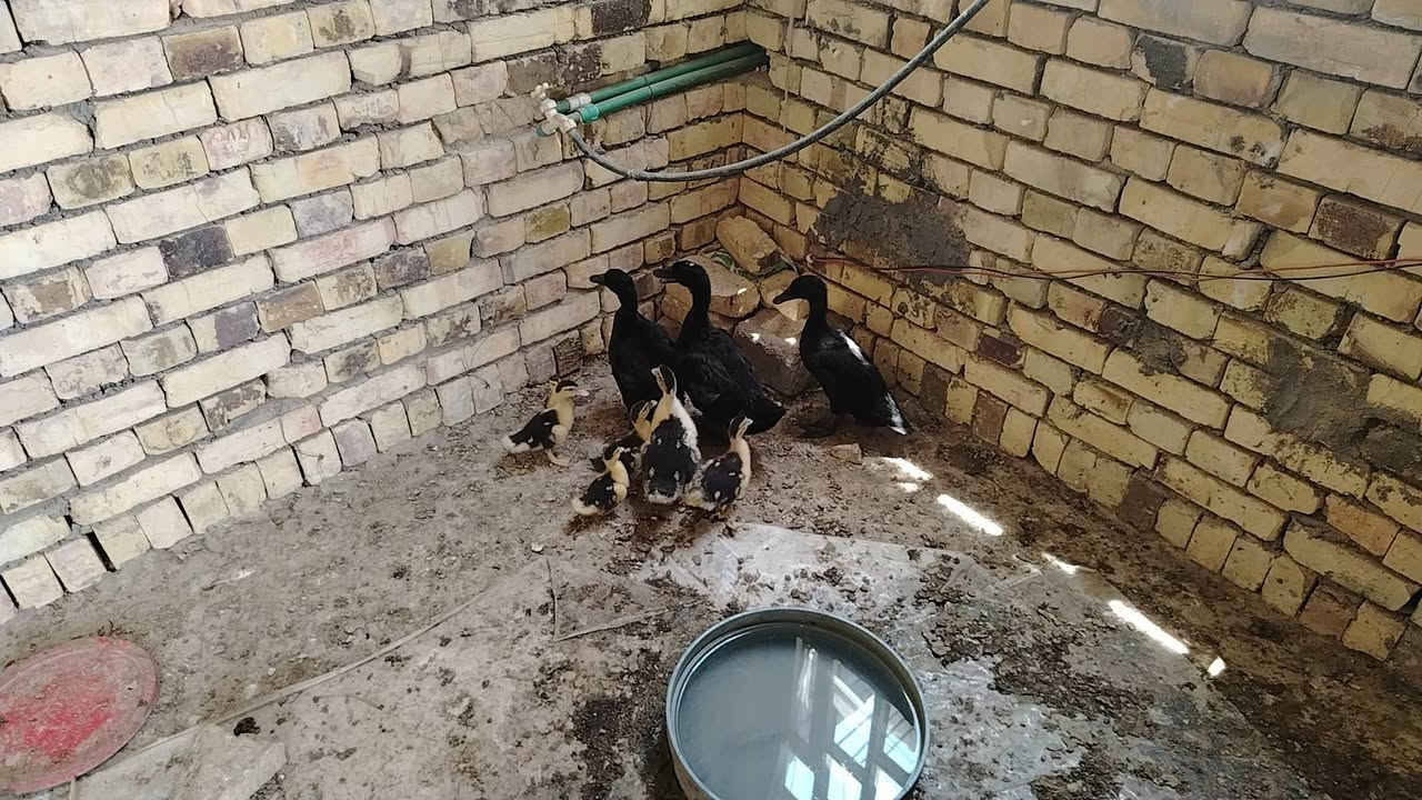 بش امريكي عدد 3 عمر شهرين وبش مصري عدد 6


**إذا كنت صاحب هذا الإعلان وتريد حذفه لأي سبب، رجاءا أرسل رسالة إلى الدعم الفني**