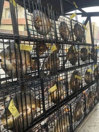 للبيع شوايه هرميه تكمه بيدي فصلتها حديد ثقيل شاصي شيلمان عرض4 متر نزال...