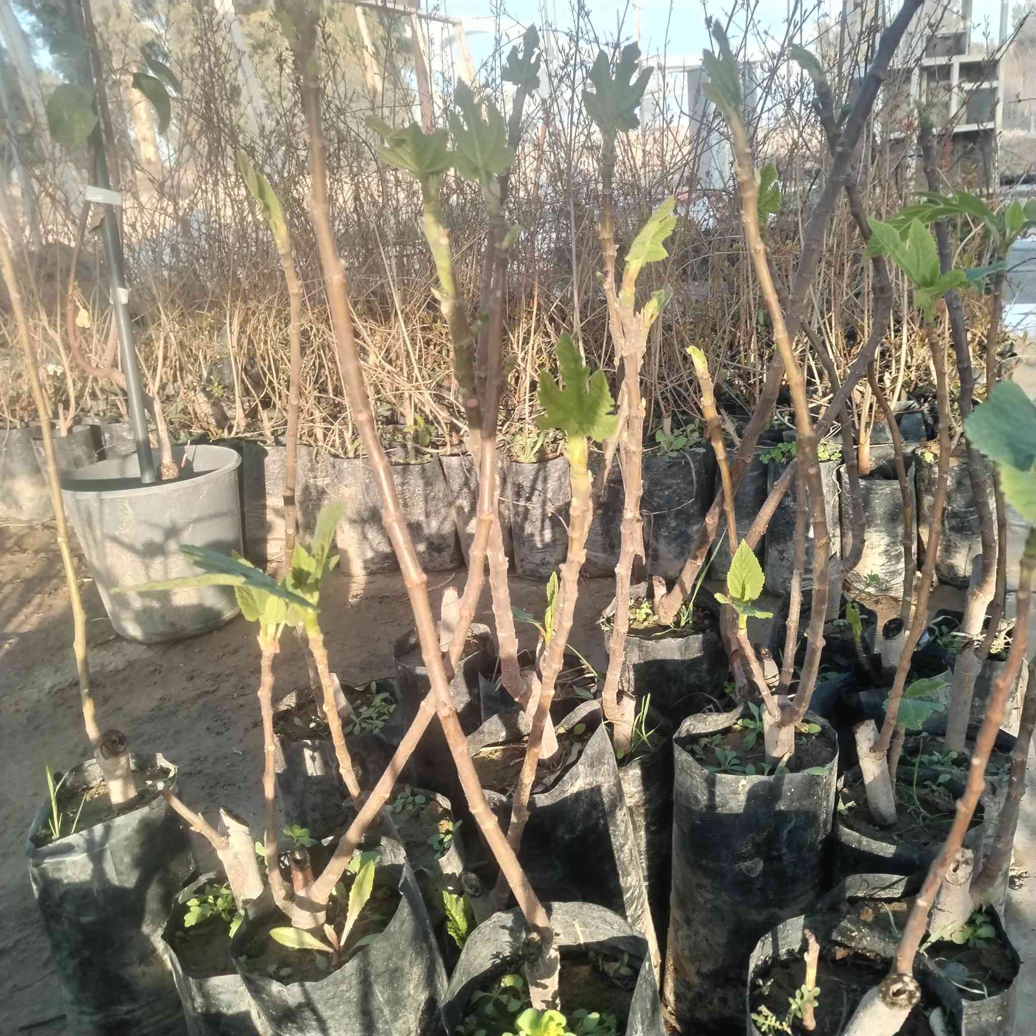 دعم #بمتابعة البيج والمشتل وتجدول كل ماي يناسب المنازل والحدائق


**إذا كنت صاحب هذا الإعلان وتريد حذفه لأي سبب، رجاءا أرسل رسالة إلى الدعم الفني**