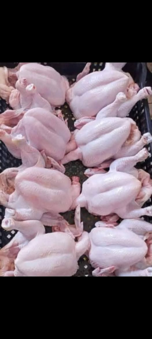 اللهم صل على محمد وال محمد
يعلن خان دجاج بركات الامام القاسم 
 المصادف يوم الثلاثه
   14/  7  / 2026  🐔🐔🐔🐓🐓🐔🐔🐔
عن توفير دجاج بكافة الاوزان سعر الكيلو ب 3150متوفر دجاج خير من الله
مع التنظيف التام مجانا
العنوان / قضاء السنية الشارع العام مقابل عمود740 
للاستفسار الاتصال على الرقم***********
