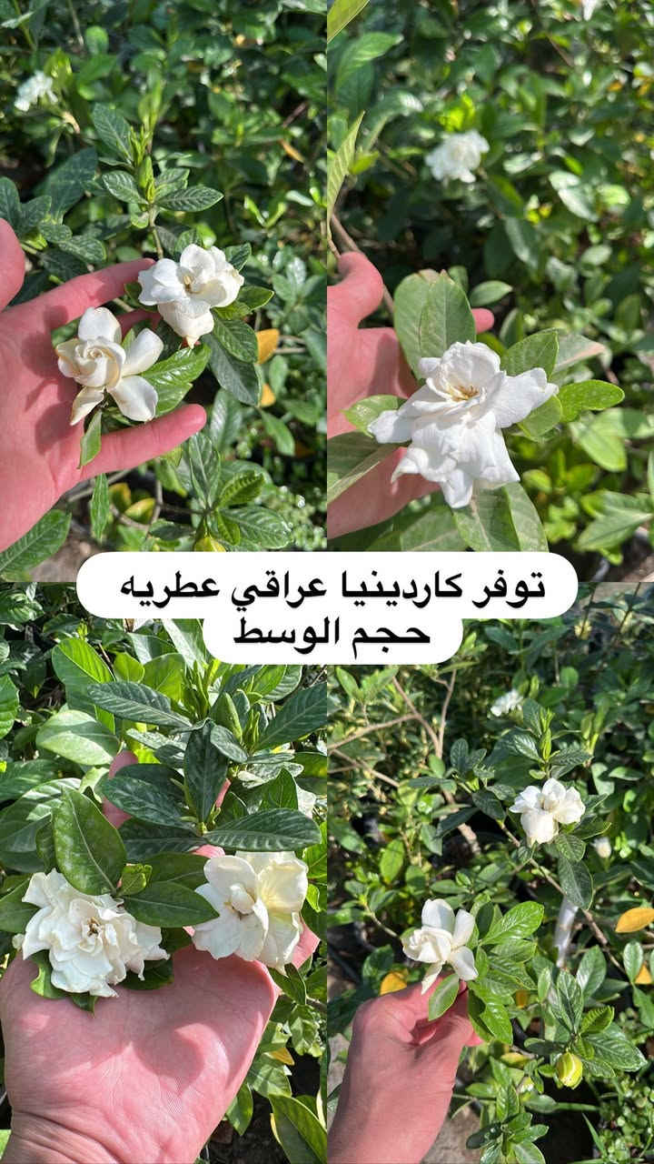 اللهم صلي وسلم على سيدنا محمد وعلى اله وصحبة وسلم تسليما.
توفر في مشتل ابو علي الفراجي أنواع الورود المختلفه وحمضيات  🤍

العنوان : بغداد /سلمان باك / قرب جامع سعد /شارع الحدادين 🤍

سوينا لكم بيج على برنامج الإنستقرام لكي نجاوب على اسئلتكم المتنوعه 

اسم البيج : بيج مشتل ابو علي الفراجي 

يوزر البيج: l0.33.m

رابط البيج:https://www.instagram.com/l0.33.m?igsh=bGZmMGw4bTN2ODZw

مشتل ابو علي الفراجي يرحب بالجميع 🤍


**إذا كنت صاحب هذا الإعلان وتريد حذفه لأي سبب، رجاءا أرسل رسالة إلى الدعم الفني**