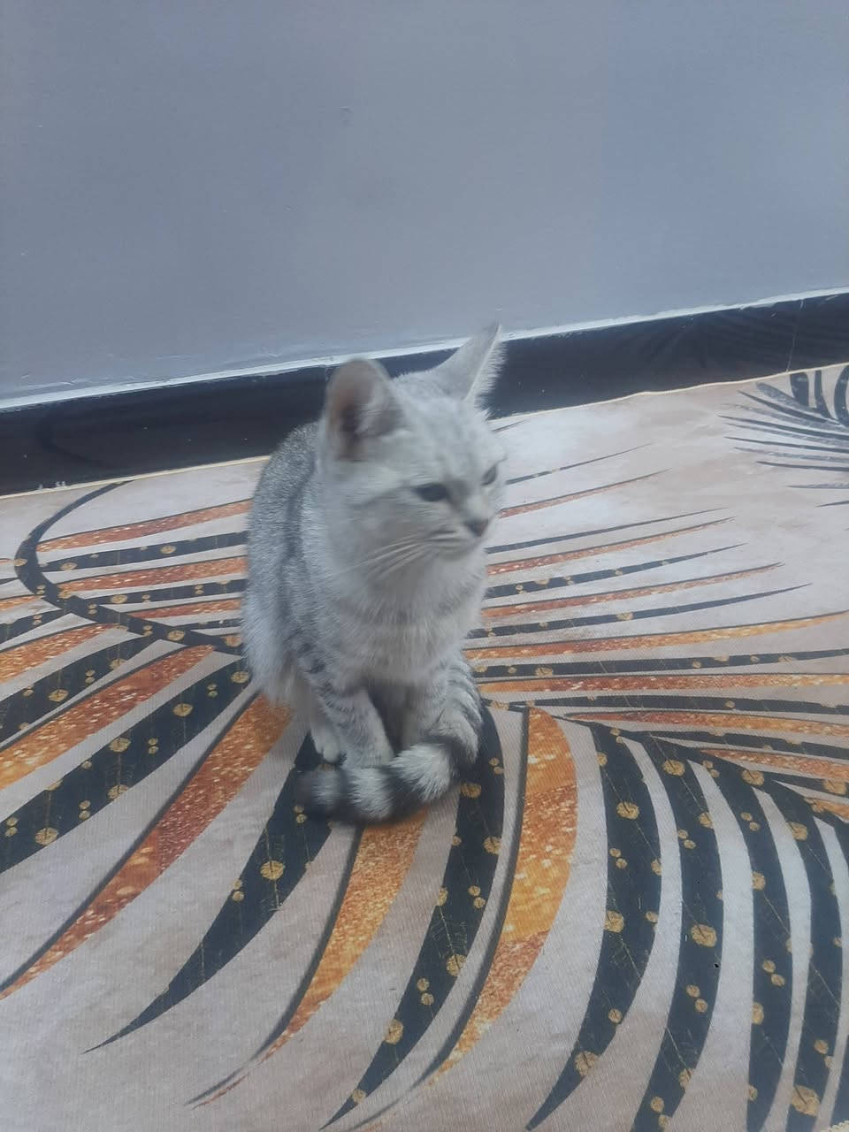 سلام عليكم هاي البزونه لكيتهه بل باب ضايعه الي يعرف صاحبهه او يعرفهه يتصل على هاذ الرقم بي واتساب *********** زراعي الصحه
