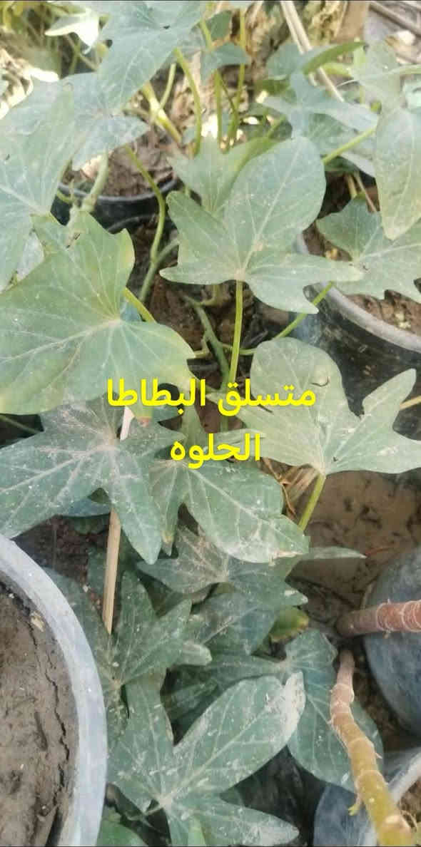 متاح لدينا شتلات وبذور و اسمده

متسلق البطاطا الحلوه
متسلق أبو خنجر الاتيني عطري 
متسلق مجد الصباح البنفسجي
متسلق ست الحسن
لاله عباس عطري
التين الشوكي الصبار
ورد الصباح العراقي الوان 

وكذالك متوفر اسمده
سماد الهيومك اسيد سائل
سماد اليوريا حبيبات
سماد شيلات الحديد بودره
سماد الداب حبيبات
سماد ال  npk 202020  حبيبات

لطلب والحجز واتساب *********** السماوه أو مراسلة الصفحه يوجد خدمة توصيل طلبات داخل السماوه لباب البيت أنواع البذور الاستوائية النادره
