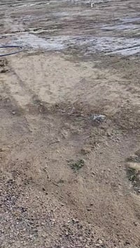 طابو زراعي • ١٠٠م • قضاء الشامية