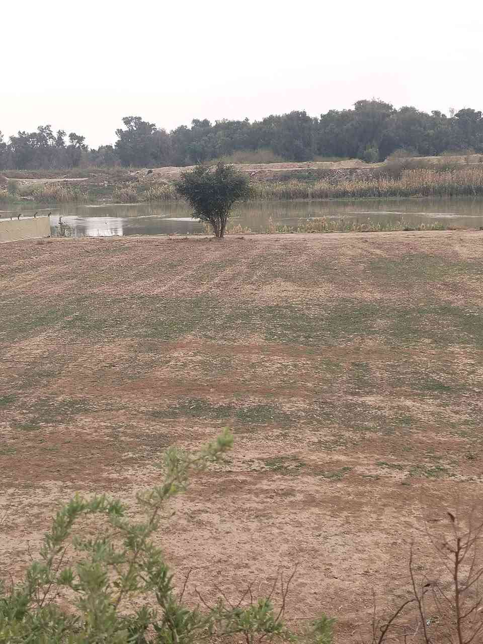 دونم عقد زراعي واحد فقط على الشط واجهه الأرض ٣٨ متر في واسط حي الحكيم قرب المجسر الميناء ومتوفر فيها كهرباء السعر ٣٨ ترهم حقول دجاج ترهم حقول عجول وترهم سكن او متنفس الاتصال على صاحب الأرض الحاج ابو عزام الواسطي ***********
