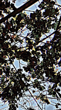 دراجة تايكر • مديل 25 • أوراق كاملة