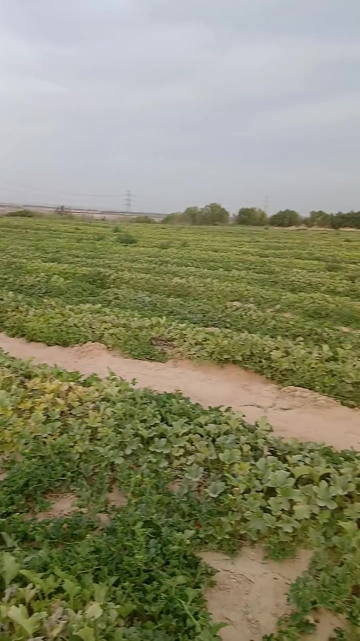 ابعت تم او واتس نبعتلك التفاصيل
للبيع ٢١ فدان تمليك عقد خالص 
وادي النطرون تواصل 01210202008
واتس Yehya Elmisidy #مصر #الجاليه_المصريه #مزارع #استثمار


**إذا كنت صاحب هذا الإعلان وتريد حذفه لأي سبب، رجاءا أرسل رسالة إلى الدعم الفني**