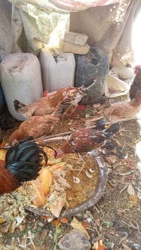 دجاج هراتي • دجاجات
