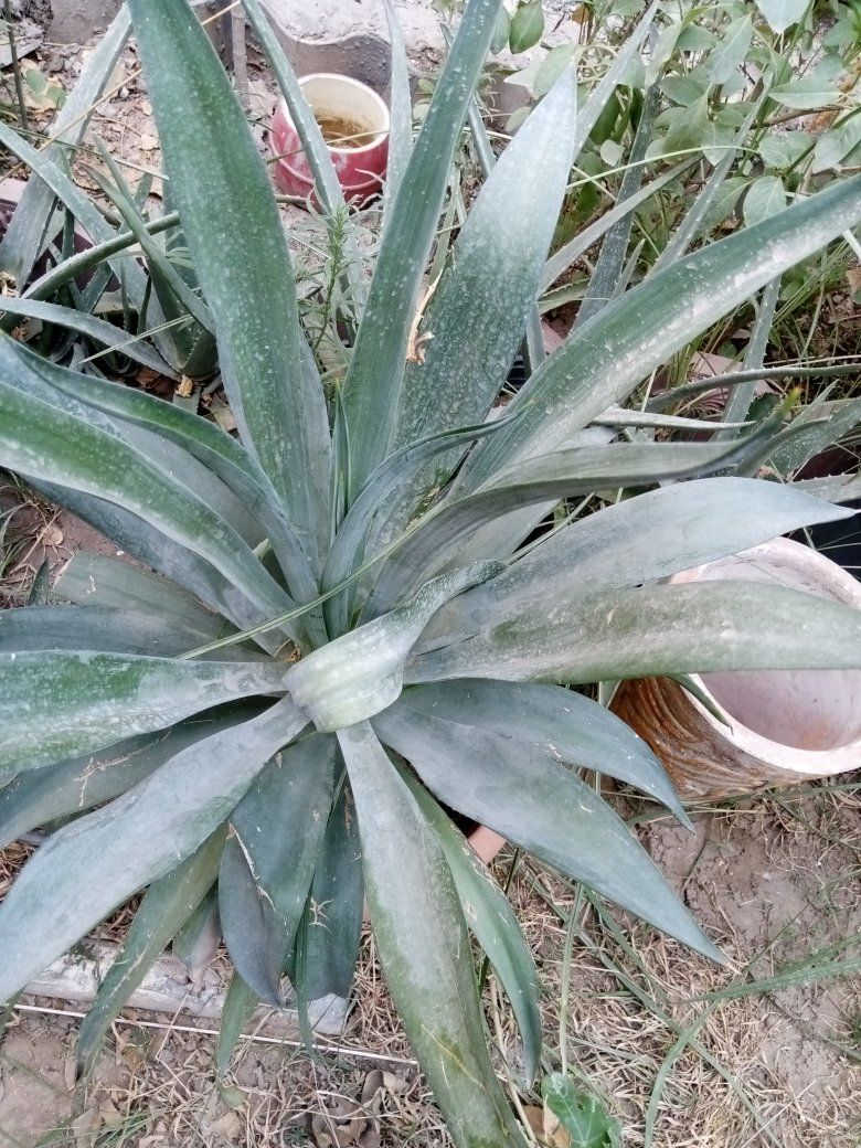 السلام عليكم متوفر زرع للبيع الوحده بخمسه مكان زعفرانيه


**إذا كنت صاحب هذا الإعلان وتريد حذفه لأي سبب، رجاءا أرسل رسالة إلى الدعم الفني**