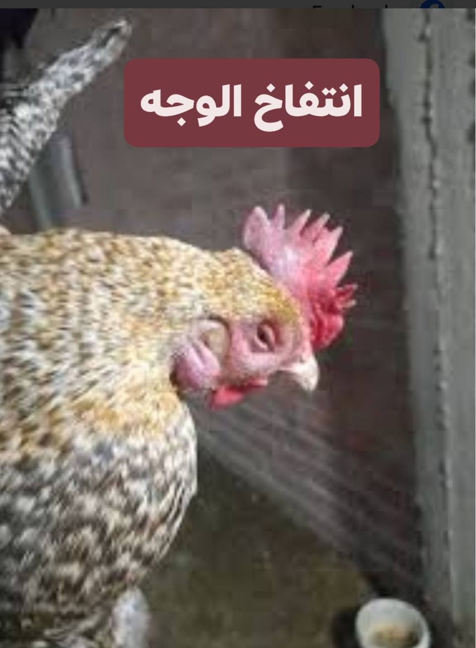 السلام عليكم😊
شبابنه الطيبه متوفر لقاح نيوكاسل زيتي هولندي اصلي
القحلك الطير ب 500 دينار مكاني طارميه
لقح ب500 دينار احسن من ما تخسر حلالك
ومتوفر علاج ((للتنفسيه)) ((وانتفاخ الوجه)) ((والتهاب الامعاء)) ((ولل خرخشه بل صدر)) ((وللرشح)) ((للكوكسيديه)) 
ملاحضه اخوان اني مو بيطري اني مربي وجناي واكثركم تعرفوني يعني من انطيك علاج انطي عن تجربه 
اي استفسار اني بخدمتكم لخاص مفتوح *********** بي واتساب 
(وربي يوفق الجميع)
