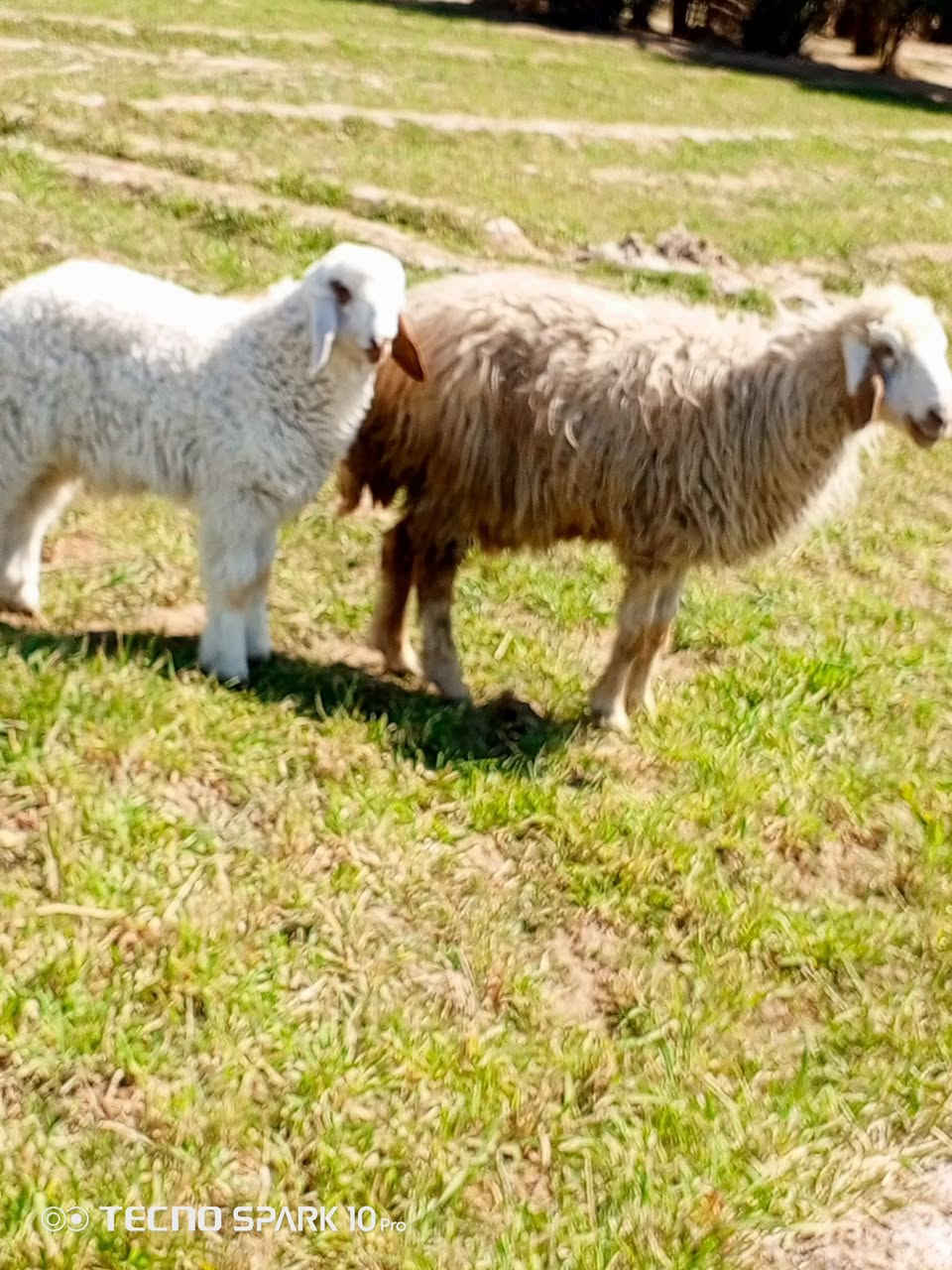 السلام عليكم اخوان متاح نعاج مطافيل وراهن افحله الي يريدهن يعلق او يتصل ***********
