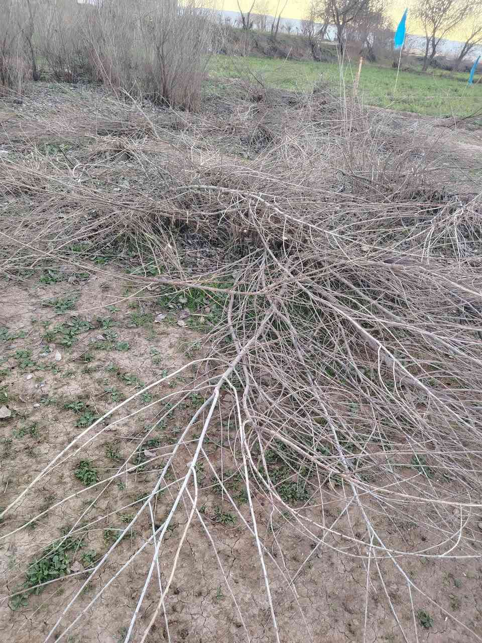 اسلام عليكم يوجد حطب اليريد يجي ياخذو كلهن يتصل على ارقم *********** الحطب يرهم مال تنور ملاحضه الحطب مگصوص
