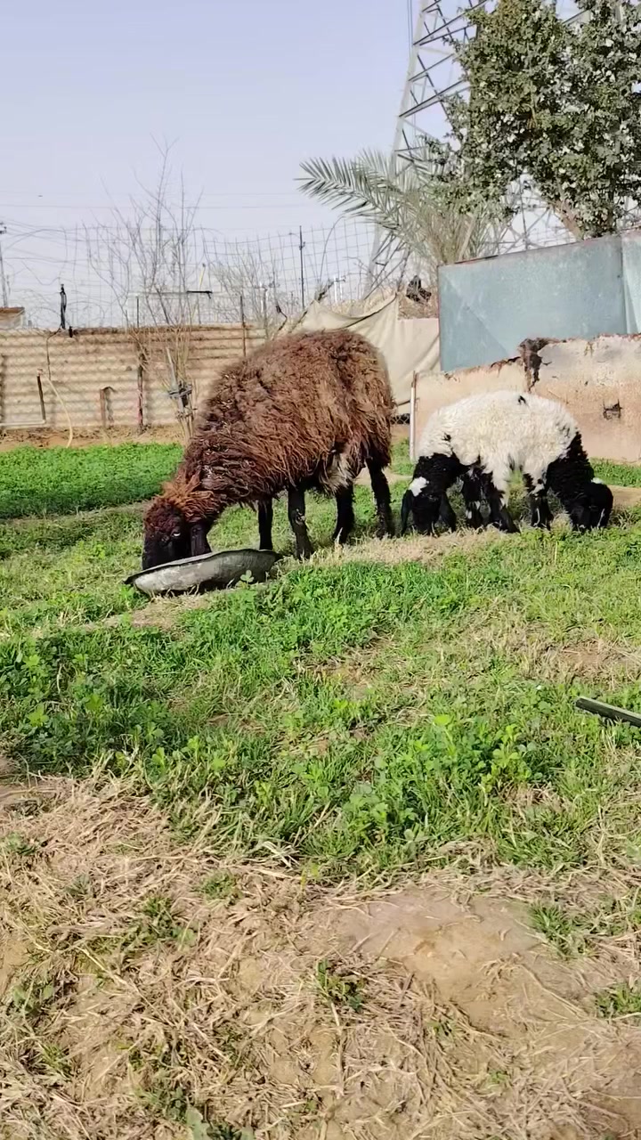 متاح نعجه ثالث بطن شرط وراه توم فطيمه وطلي خشنه حلوه سوده مال جنيه درجه أولى نصاح شرط علا كل عيب سعر 625مكان حديثه ***********وبي واتساب
