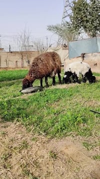 نعجة ثالث بطن • سودة • درجة أولى