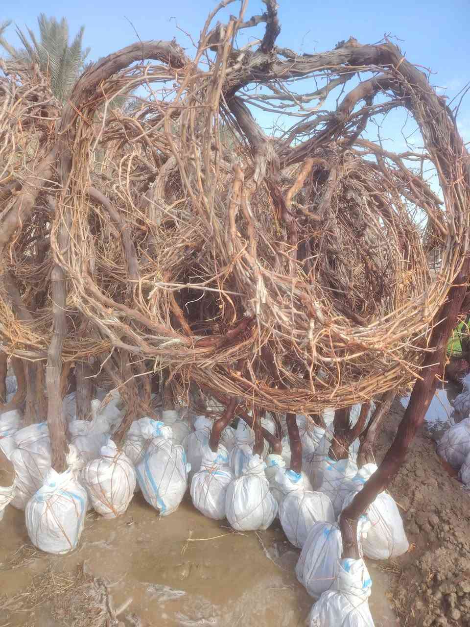 البيزيا خشنه و وسط العلو متر او نص وفوك

عنب اصناف شلاع كميات قمرية كامله حجم كبير

كاربس درجة أولى خشن سندان وجيس

جهنمي خشن ووسط

رمان يمني و مصري و اندر فول أمريكي كميات كبيرة

للتواصل والاستفسار ***********
***********
