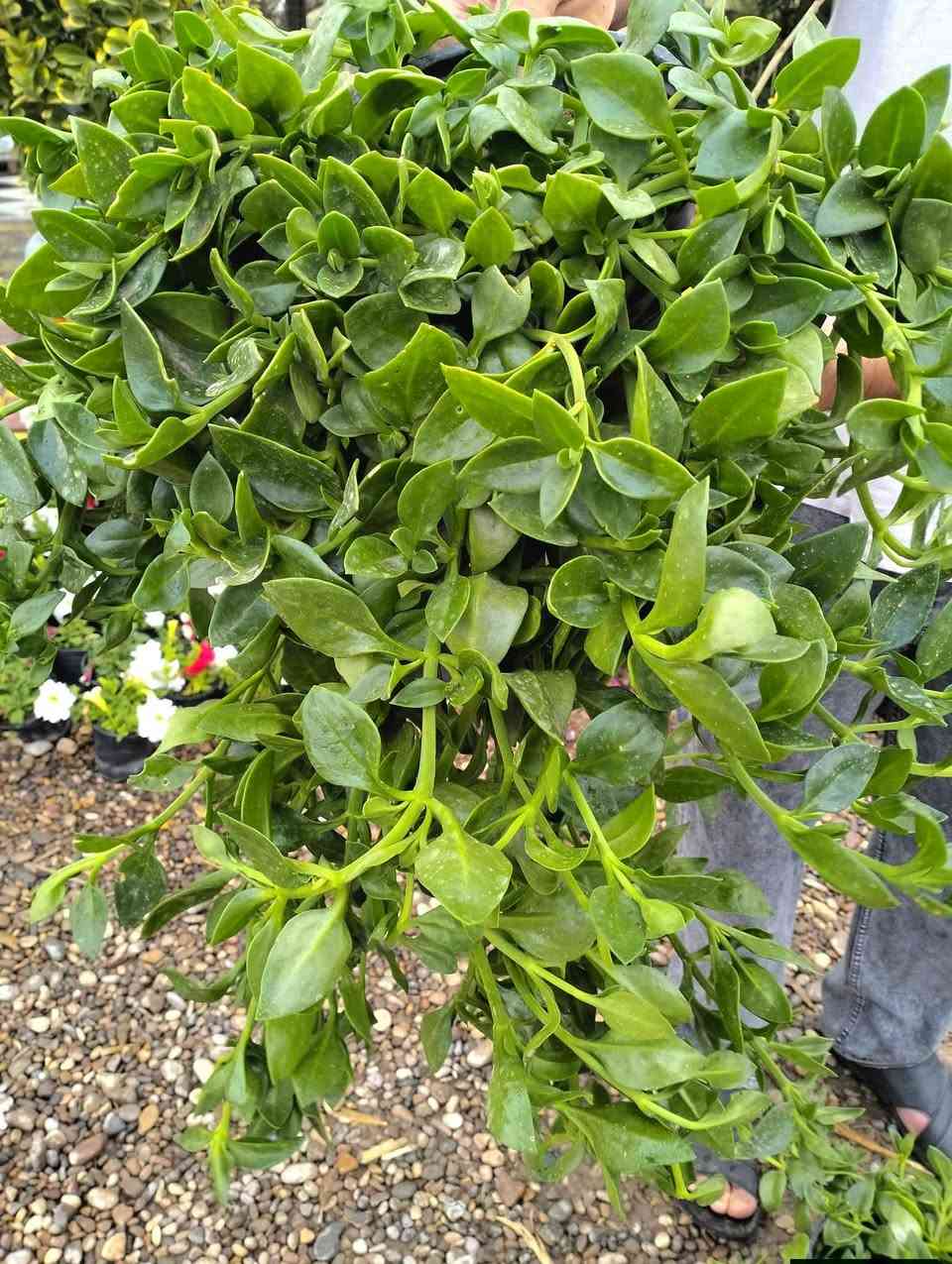 نباتات انتاج عراقي 
تراجي العروس حجم كبير جدا وكثيف 
تراجي العروس حجم صغير 
ورد جوري قطف 
ورد الياسمين متسلق لطلب والاستفسار مراسلة الصفحه يوجد
ورد جوري سلطاني عراقي  خدمة توصيل خانقين جلولاء سعديه


**إذا كنت صاحب هذا الإعلان وتريد حذفه لأي سبب، رجاءا أرسل رسالة إلى الدعم الفني**