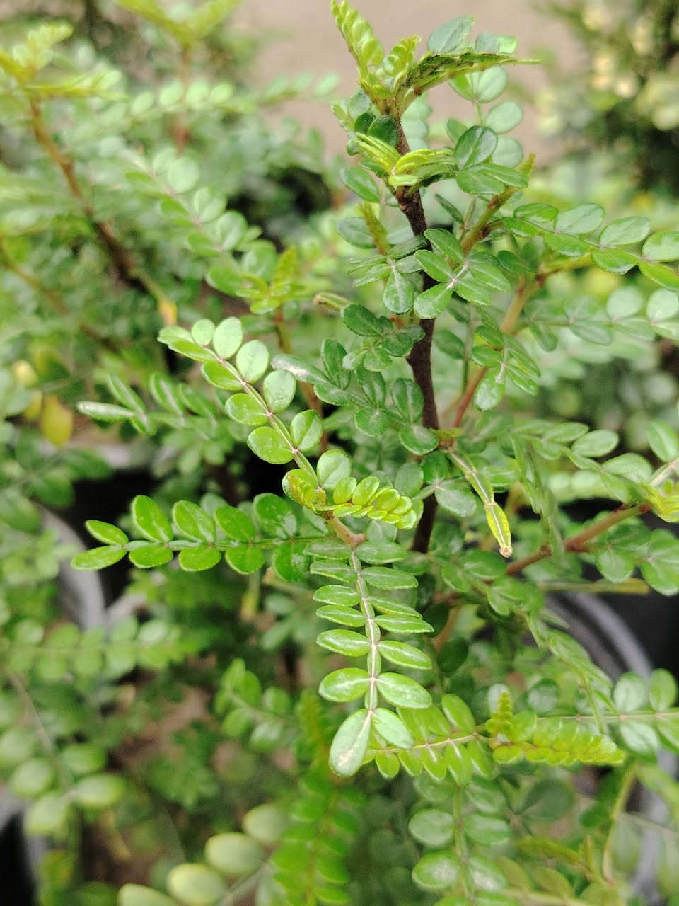 🌹اسعد الله صباحكم بكل خير و عافية 🌹
رجعنا وياكم #بعروض جديدة و خصومات ♻️

🌿بخور عطري🌿
نبات خارجي شمسي جميل جدا
سهل العناية مقاوم للحرارة والاجواء العراقية
سريع النمو عطر رهيب ✅
السعر كل ٣ شتلات ب٥٠٠٠ دينار فقط 💥
للطلب و إلاستفسار الاتصال على الرقم التالي ***********📲
يوجد توصيل داخل الكوت فقط 🚕
