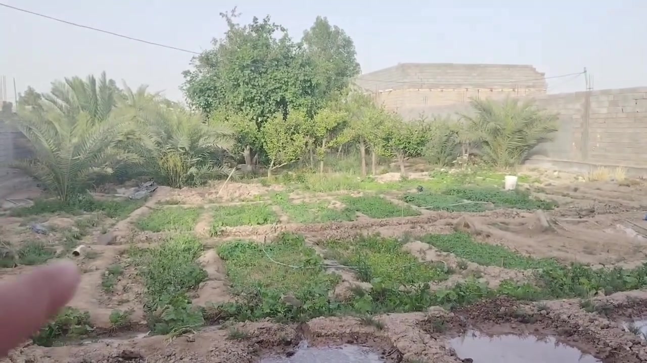 بستان للبيع في كرمة علي منطقه الخيط النزلة الثانية السعر 110مليون المساحة الكلية 1700 متر تقريبا للاستفسار الاتصال على الرقم ***********

