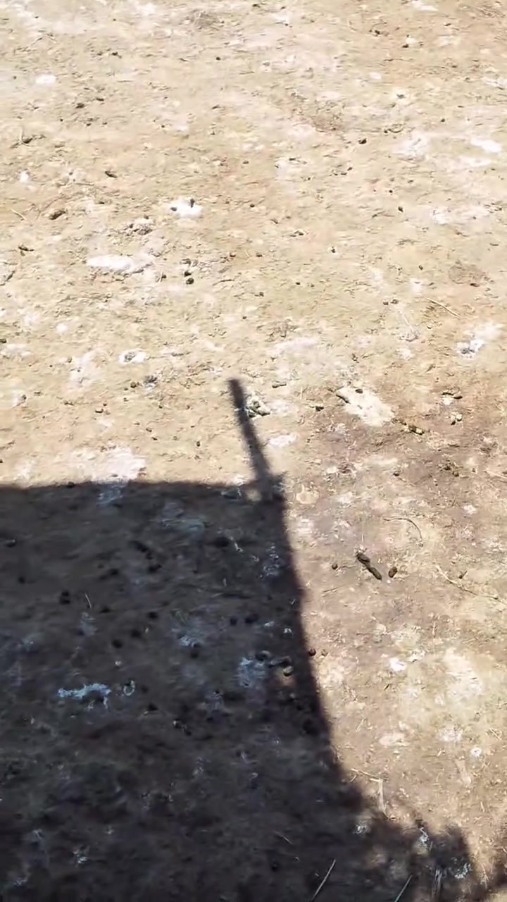 ورجينه من حلال كريش ضهرهه مايتلاكه من السمن تستوي على الفانوس الحاب يتواصل ماسنجر واتصل العنوان واسط الزبيديه قرب الطاقة ***********
