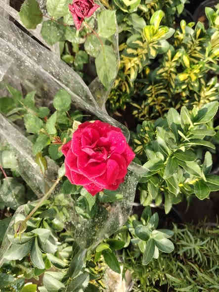 يعلن مشتل بركات الزهراء عليها السلام عن وصول مجموعة مميزة من الأشجار والورود المميزة كذلك توفر سماد مخصب سماد فرانكو الغني عن التعريف زورونا لتجدو كل ما هو جديد ونادر العنوان الديوانية الشافعية منطقة المعمل للإستفسار الاتصال على الأرقام التالية ***********او ***********او
