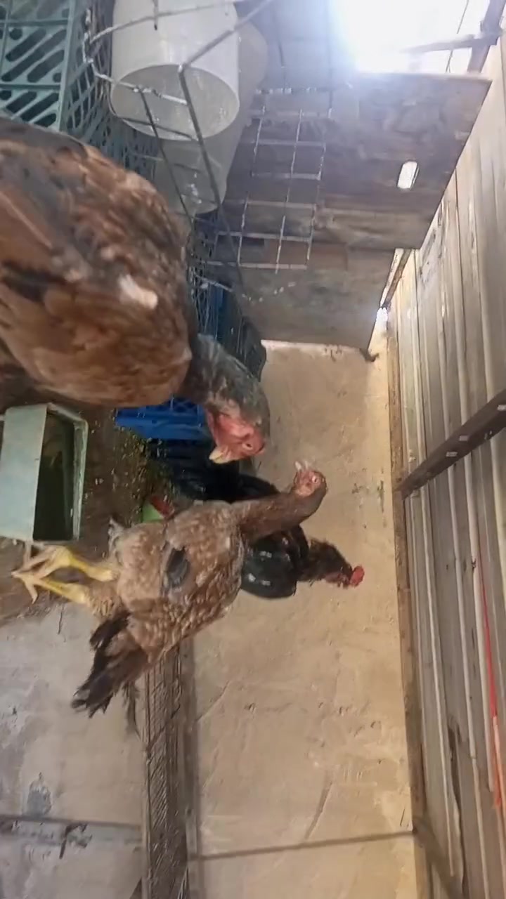 للبيع مكاني صلاح الدين تكريت قضاء العلم سعرهن ١٥٠


**إذا كنت صاحب هذا الإعلان وتريد حذفه لأي سبب، رجاءا أرسل رسالة إلى الدعم الفني**