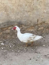 بط مصري • ذكر • فحل/ذبح