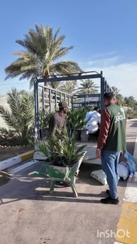 فسائل نسيجي • جاهزة للغرس • الحلة بابل