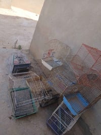 اقفاص • للبيع