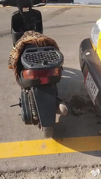 دراجه بطه مكينه ناعمه مجفته مره وحده مو عندي عند راعيه اخذته قبل سنتين...