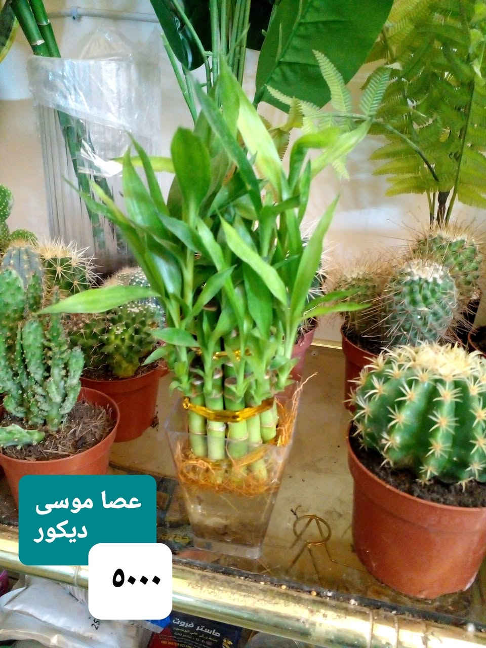 سلام عليكم
نباتات داخلية ..عصا موسى ديكور
نباتات مائية 
بتموس درجة اولى  
اسمدة Npk ...شيلات الحديد ..هيومك أسيد + طحالب بحرية ...سماد النانو المائي ..يوريا ..داب ..برلايت .. حجر ليكا ..ملمع نباتات ..مجذر 
سائل ومجذر باودر.. مبيد فطري ..محفزات ... أحماض أمينية 
حصى زينة  ملون ..

للحجز والإستفسار 
على المسنجر ..أو الواتسآب ***********
موقعنا ....
بغداد ..حي العدل ..شارع الأسواق المركزية ..قيصرية عباس ( للحصة الغذائية )
