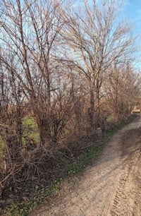 أشجار تكي عددهن 11 شجرة  للبيع كما موضح بالصور إذا تنطي سعر زين اتصل 0...