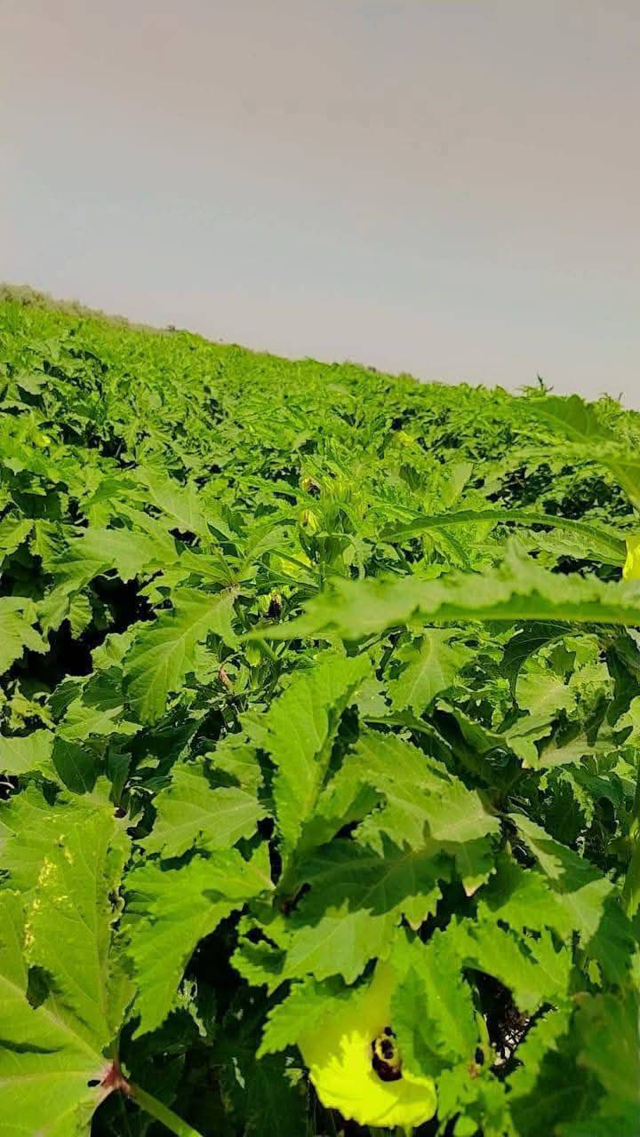 يتوفر بذور بانيه للبيع مشروطه نفس الصوره درجه أولى اذا مو نفس شكل صوره خسار السعر 25 ألف قفل
#للإستفسار مراسلة الحساب أو الأتصال على الرقم ***********
#ملاحظه (هذا تصوير اني مصوره مال بستاني
