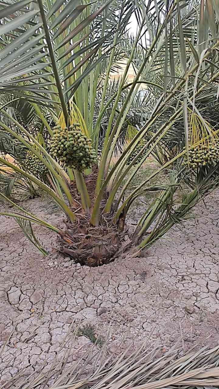 تحياتي للجميع اخوكم رضا الراشد عنواني بصره ابو لخصيب تتوفر امايات برحي هاي الأحجام مثل ماموضح بالفيديو كلش حلوات ***********
