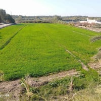 بستان 5دوانم طابو زراعي شاطيه للتواصل 07711060238