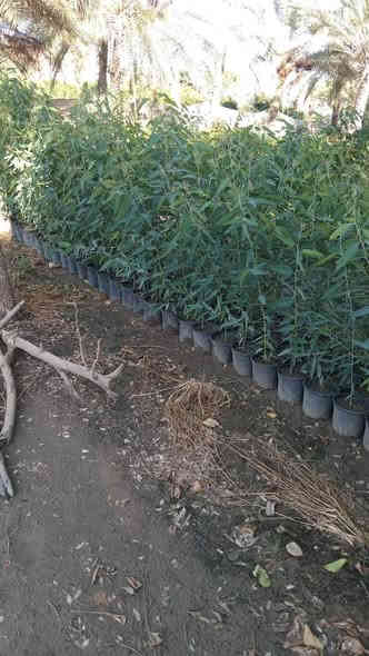 السلام عليكم متوفر الدينا جميع انواع الشتلات بسعر جمله الأسعار مناسبه العنوان الحمزه الشرقي بشبلاويات يم معمل السكر عمود 272، (***********)
