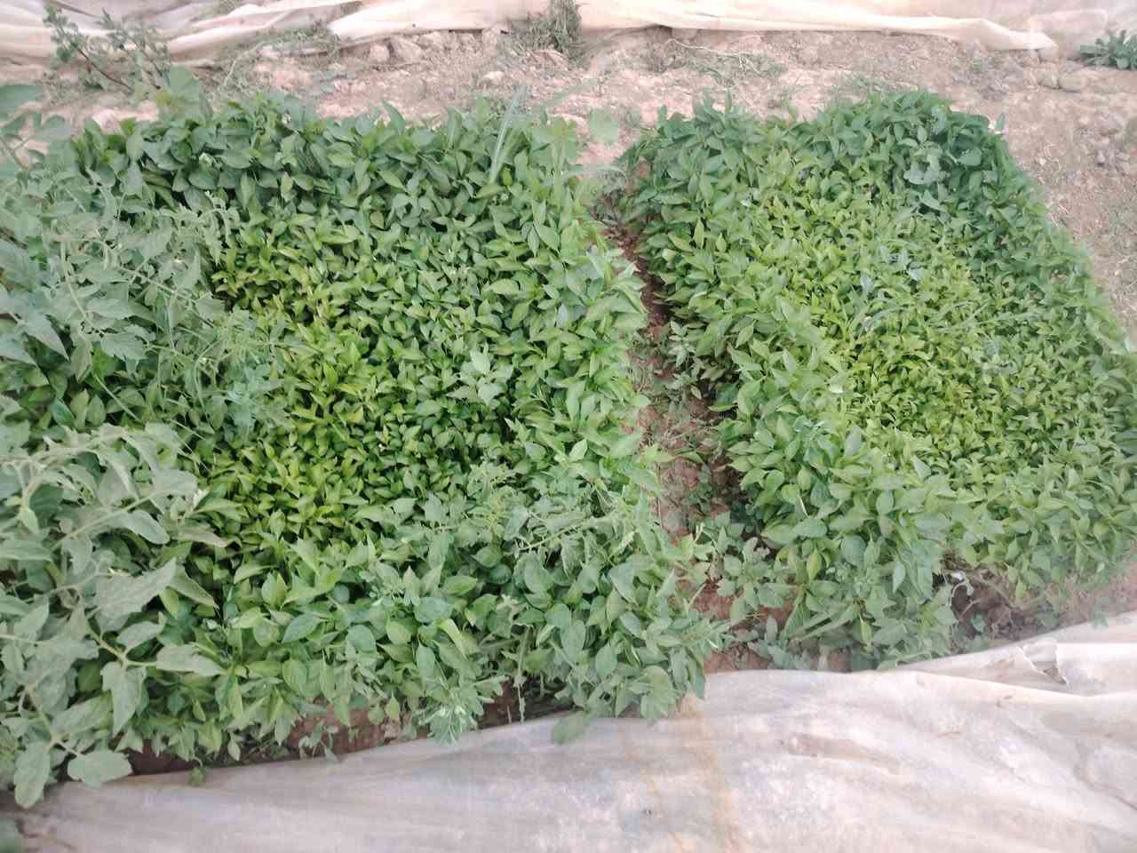 دايه فلفل بارد اميرال و بونازا طول اللوح متر وعرض متر وثلاثين وثلاثين وبيذنجان برشلوني

***********

