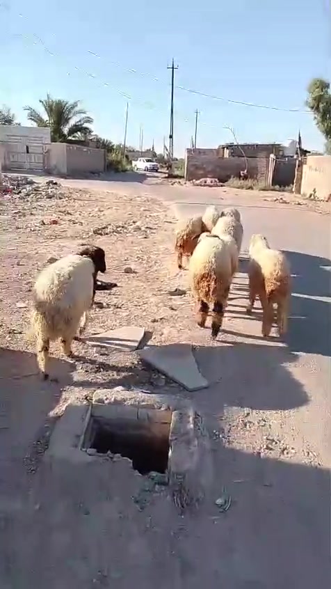 سلام عليكم  خرفان 8 مكاني أ نتصار***********
