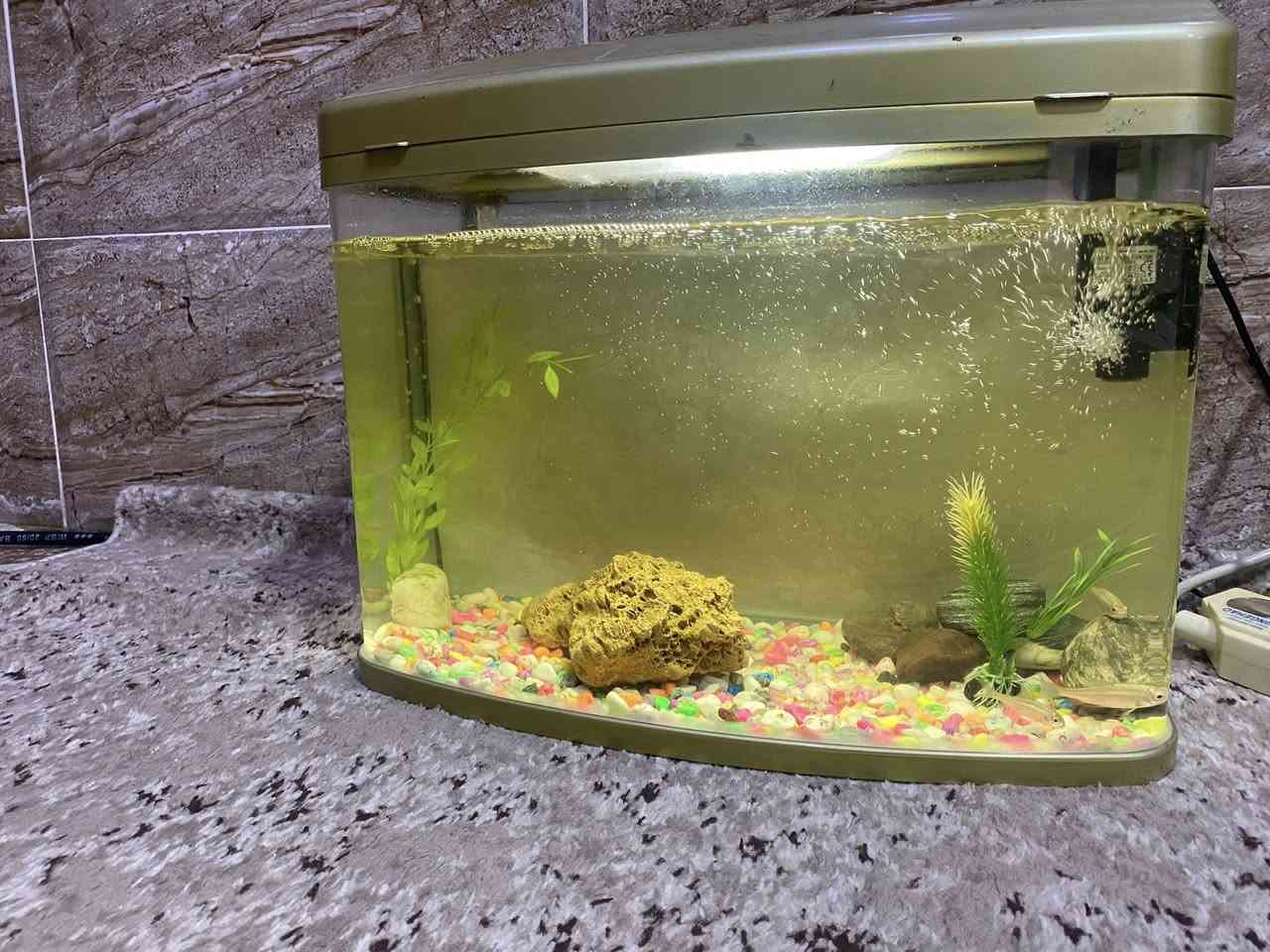 🐬🐬🐬حةوزيكى ماسى شةريكة قياسى ٥٠ سم بو فروشتن لة سليمانى كلو ب و فلتةرى شةريكةى لةكةلة كة بيويستى بة ئاو كورين نى ية و ئوكسجينيش دروست دةكات بو ئاوةكة 🐬 بةردى رةنكاو رةنك و كةورة و وةسةتى لةكةلةو دوو و سى جورى گياى تياية 🐬🐬


**إذا كنت صاحب هذا الإعلان وتريد حذفه لأي سبب، رجاءا أرسل رسالة إلى الدعم الفني**