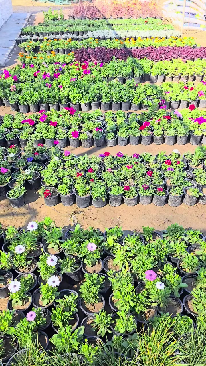 وصلتنا وجبة جديدة ومميزة من الأزهار الموسمية التي ستغير شكل حديقتكم . ألوان تخطف الأنظار بانتظاركم.
سعر الشتلة ٧٥٠ دينار  _ ١٠ شتلات ٥،٠٠٠ دينار 
​📍 الموقع:  https://maps.app.goo.gl/g8qhCH5S2C32PmRk6?g_st=afm
​🌿 جودة عالية وأسعار مناسبة
​🚗 تتوفر خدمة التوصيل (لكل محافظات العراق )
***********
***********
