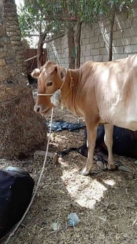 بجر • سمينة • الناصرية