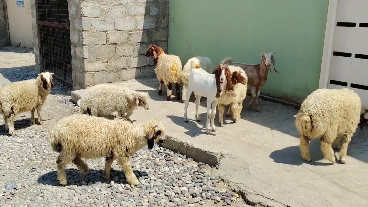 *********** واتساب موصل كوكجلي زوج ٤٥٠
