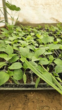 شتلات جاهزة • جذور قوية • الخضرانيه