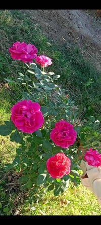 مشتل البغدادي • نباتات زينة • توصيل النجف