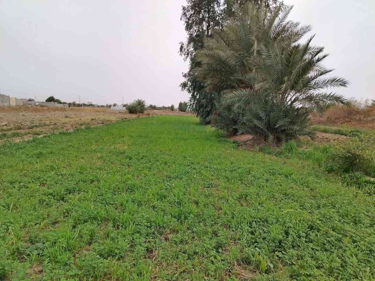 سلام عليكم دونم ونص للبيع ع طريق السنيه خلف معمل الكاشي سيد ابراهيم متوفر كافه الخدمات تبليط بالباب مالتهه   يوجد مدرسه  ومركز صحي يشتغلون بي
كهرباء مي اساله مي سقي

للاستفسار الاتصال ***********
